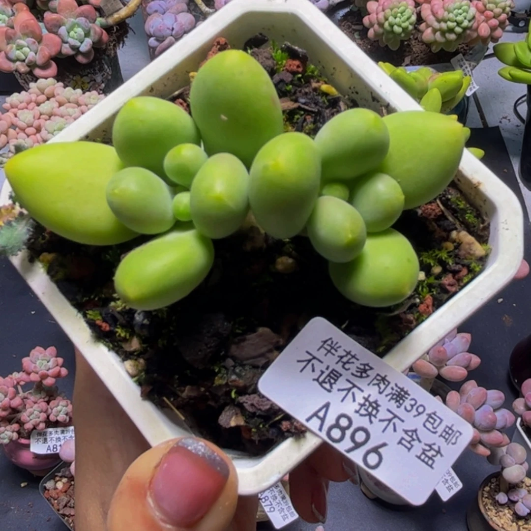 芒果奶酪896/7cm福利