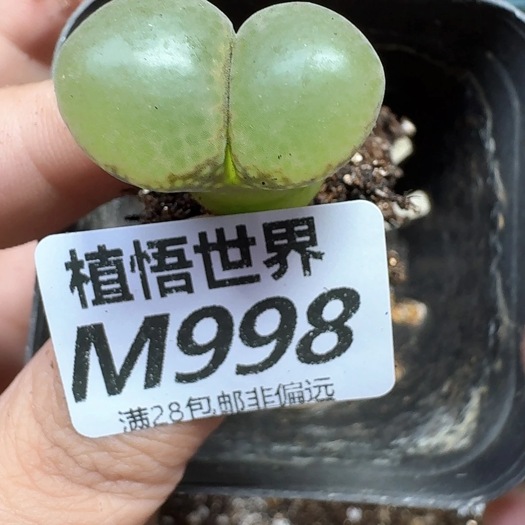 多肉植物的润泽地方