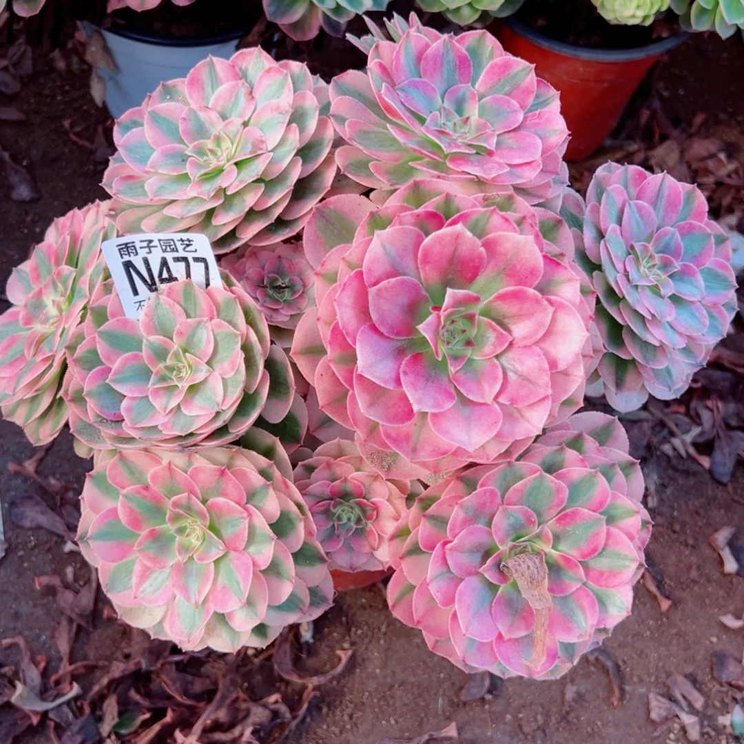 477荔枝尺寸25左右