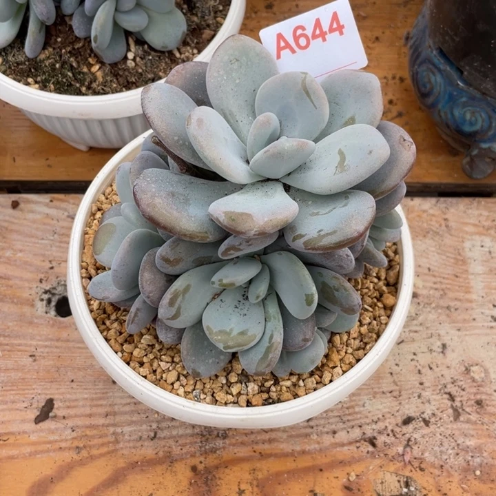哈哈哈哈哈哈哈644