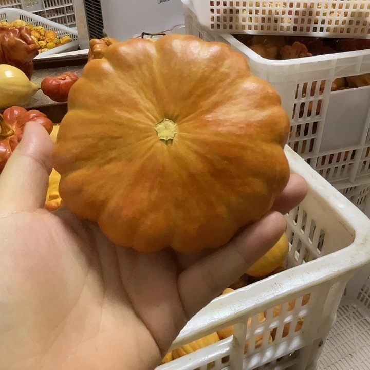 用***子特价葫芦不退不换