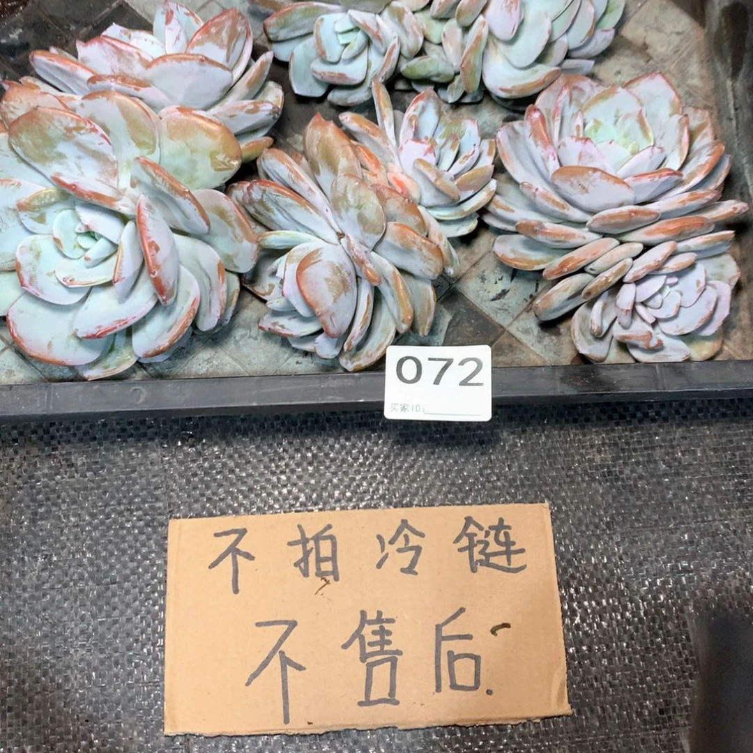 072 不拍冷链不售后