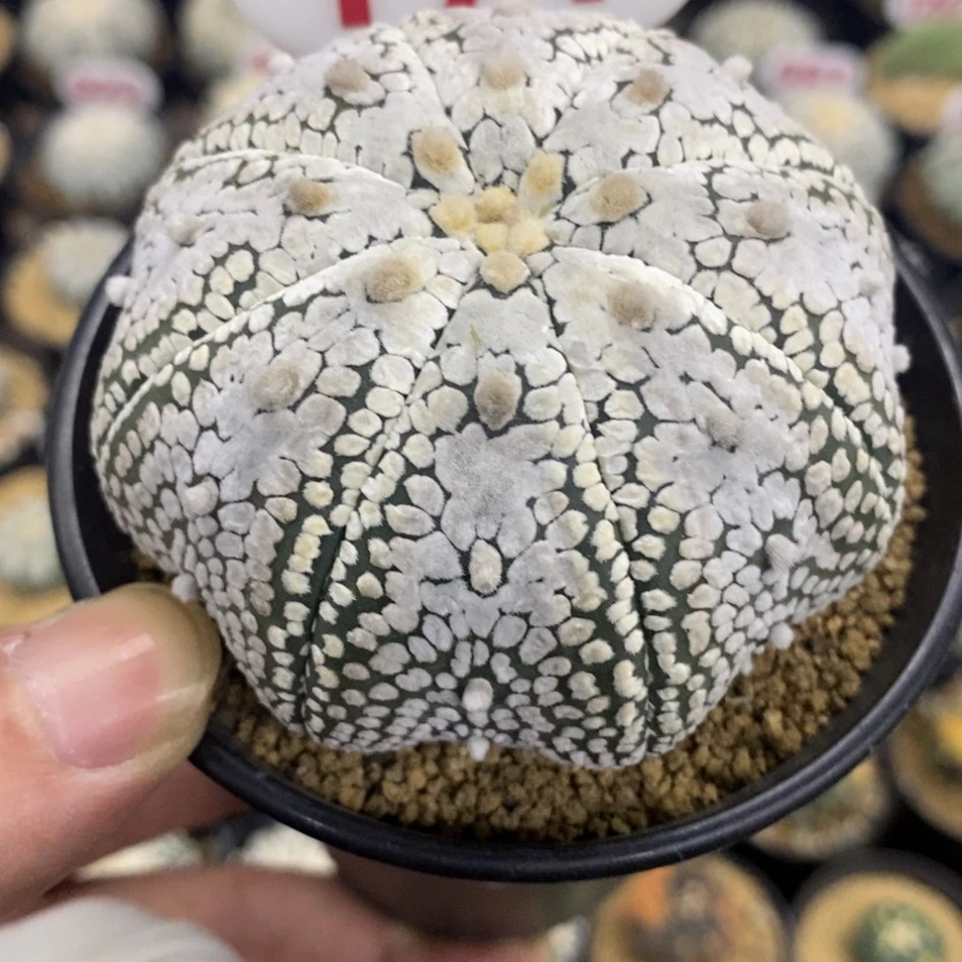 171海星长谷川浓白奇迹兜