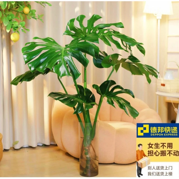 【老桩龟背竹】德邦上门1.2-1.4水培大型绿植保4-5片叶单杆龟背竹