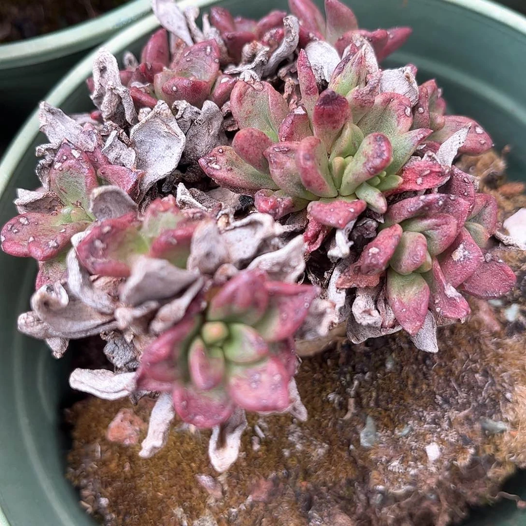 玉*青岗苹果叶老桩多头