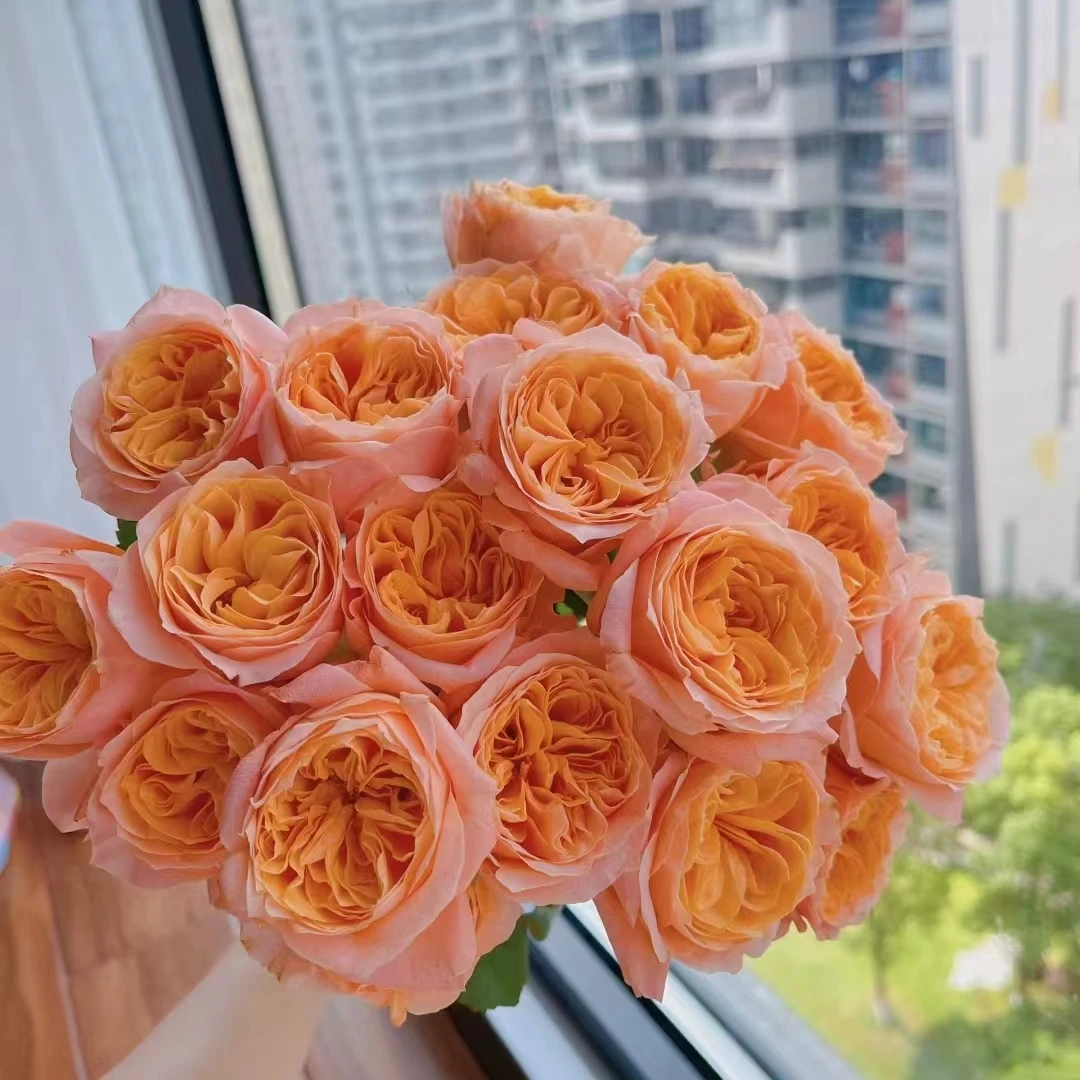 氧花季 入梦玫瑰18支+2支防损 收到先醒花 拍2单升级快递