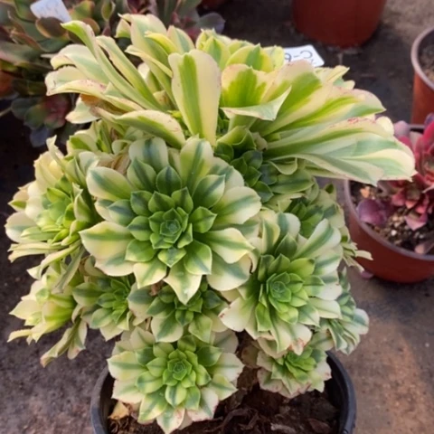 627金丝翡翠满25包邮多肉