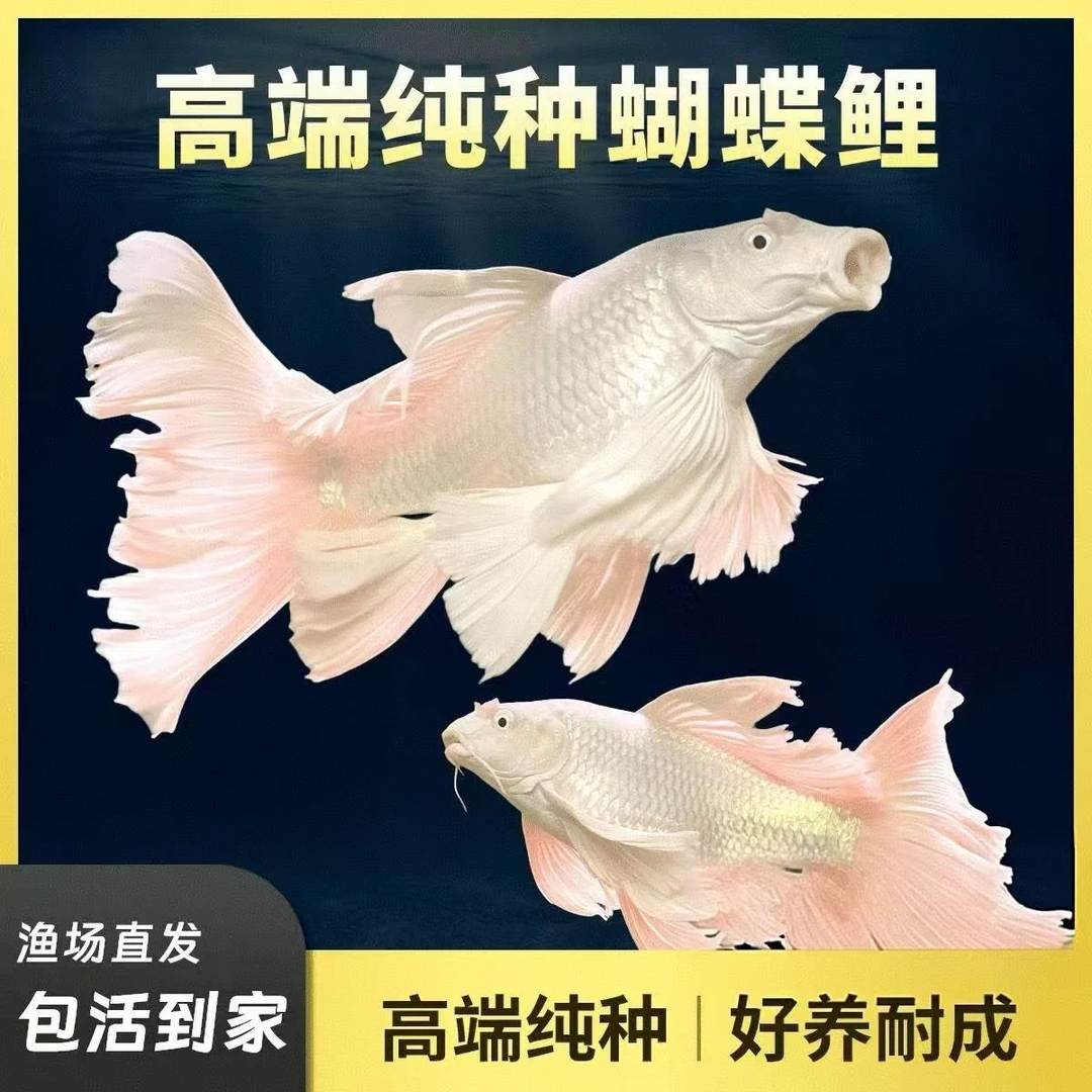 蝴蝶鲤鱼普身精品台系纯种贵妃体白色观赏鱼养殖饲养活体发货养殖