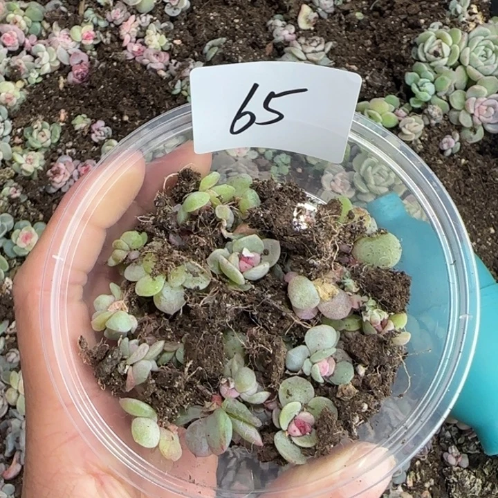 晓***晓65号绝绝子多肉植物一盒
