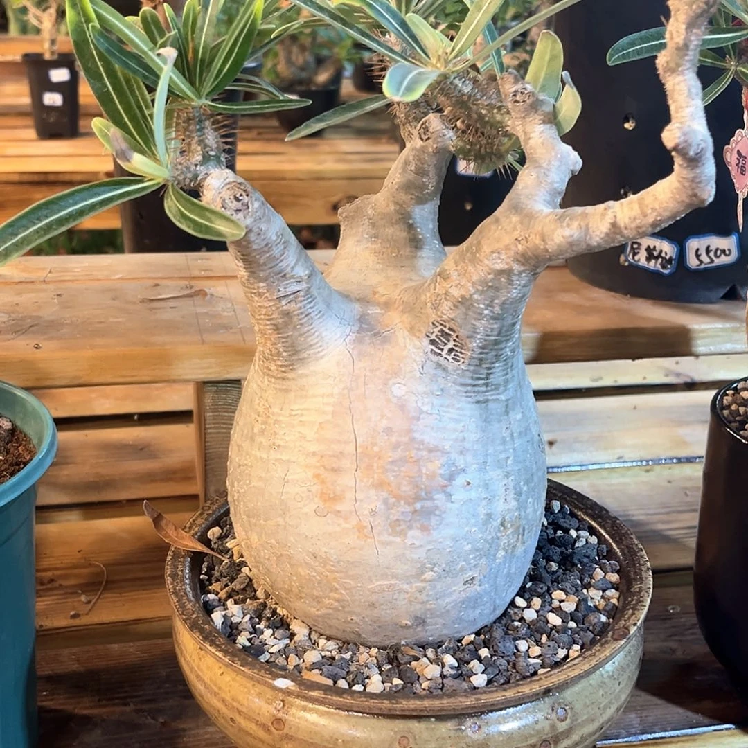 潮流植物 象牙宫 白皮 13.5公分