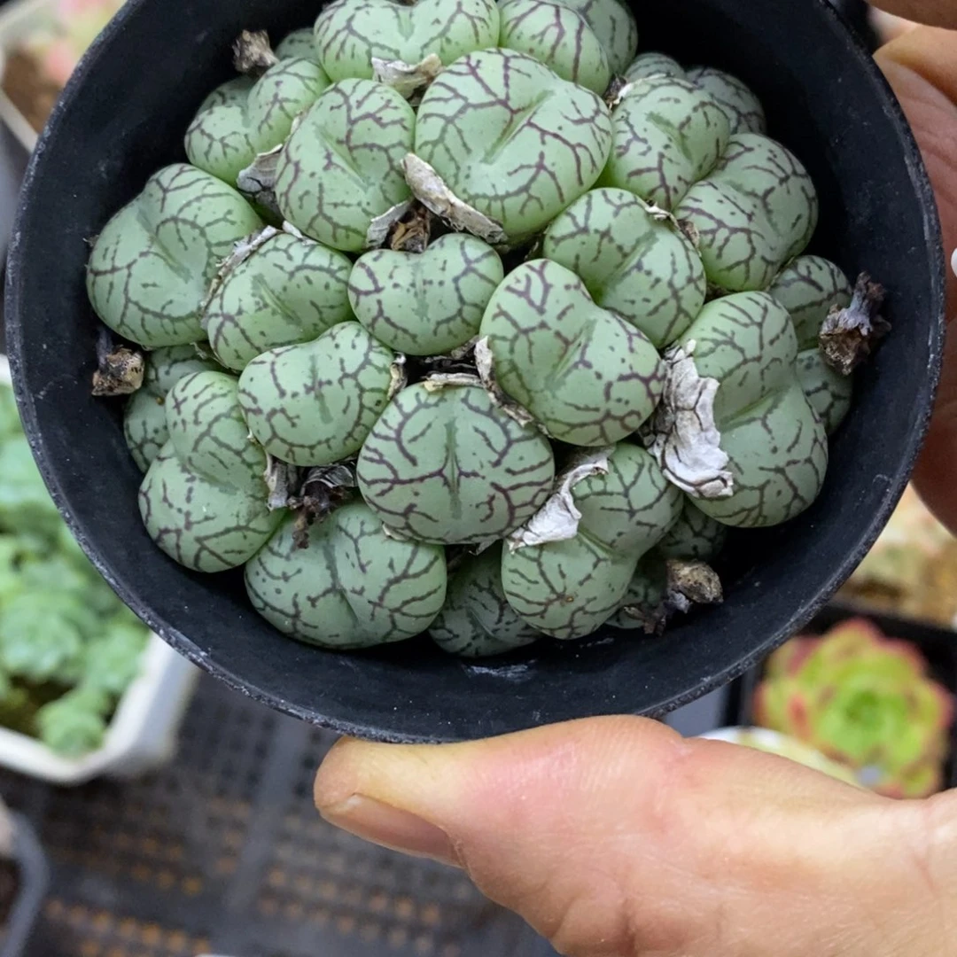 精品多肉一物一拍不包整195
