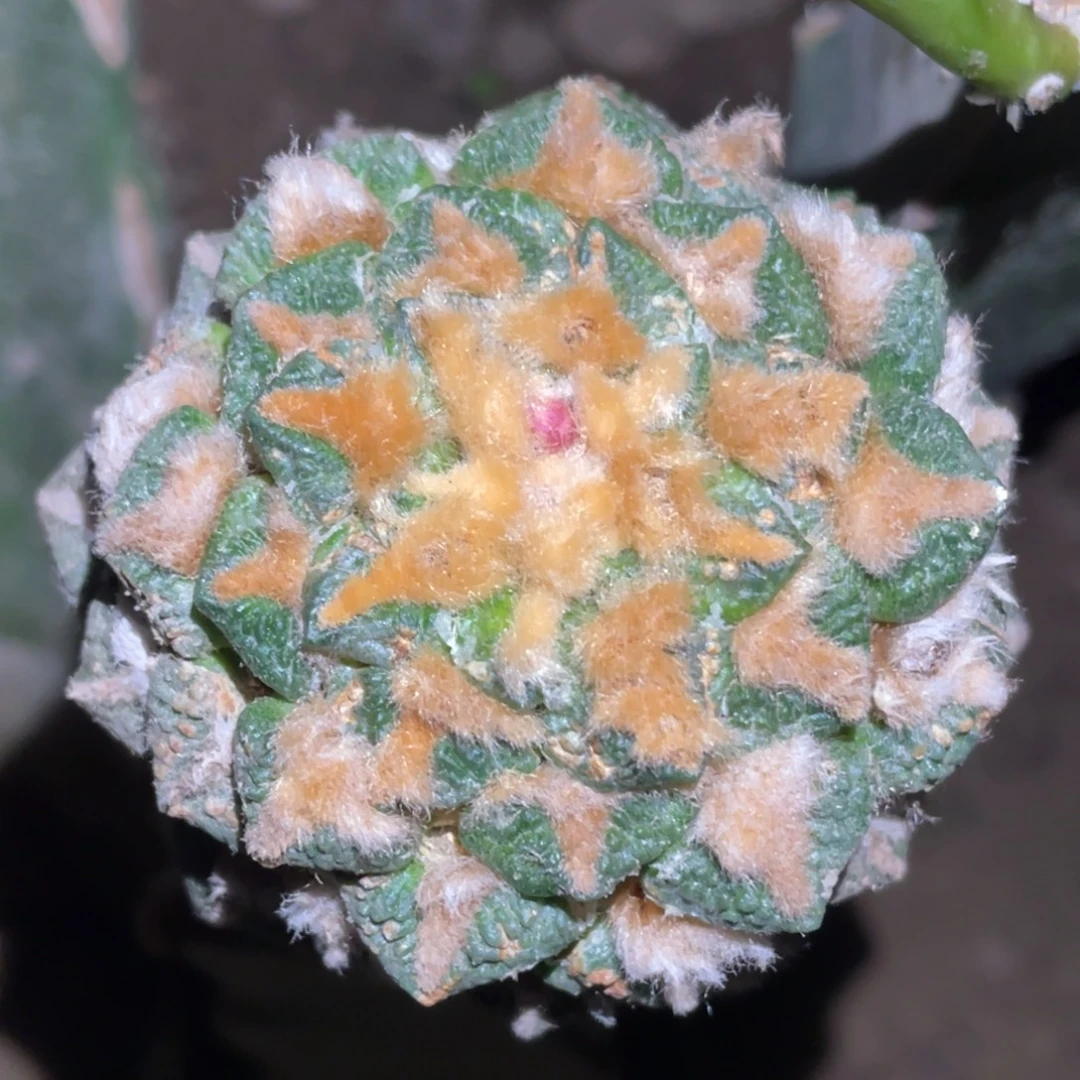 无花朵金毛黄体黑牡丹 仙人球