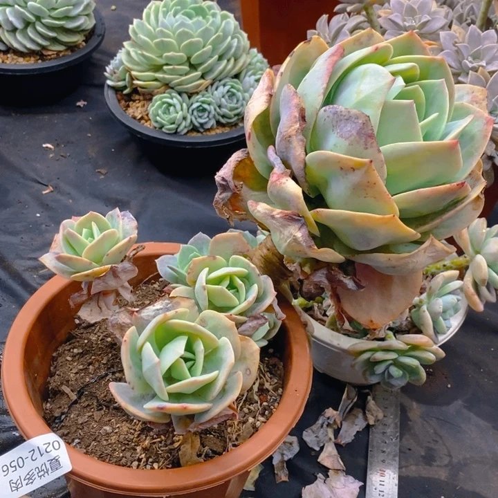 夏悦多肉0212-56血凤