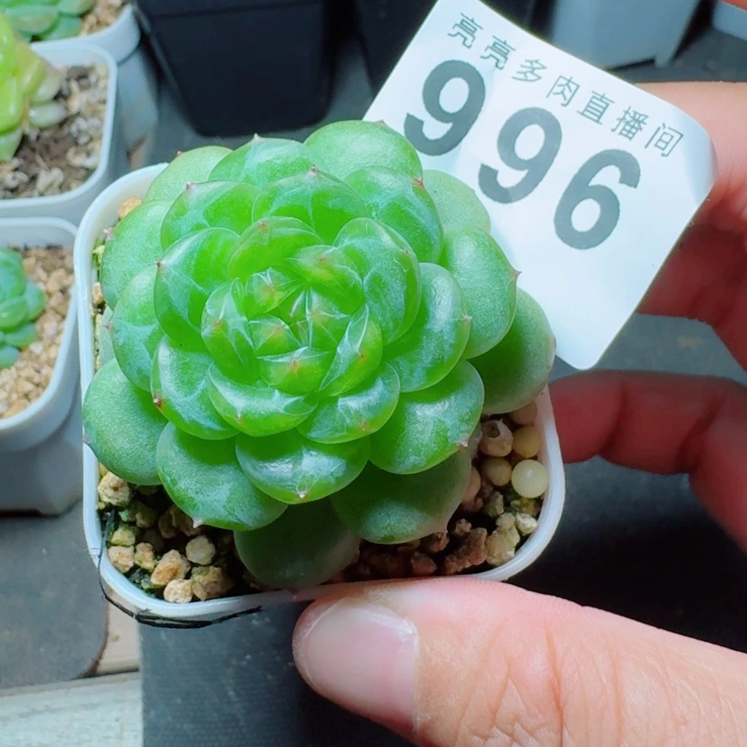 绿体珍妮            精美多肉植物