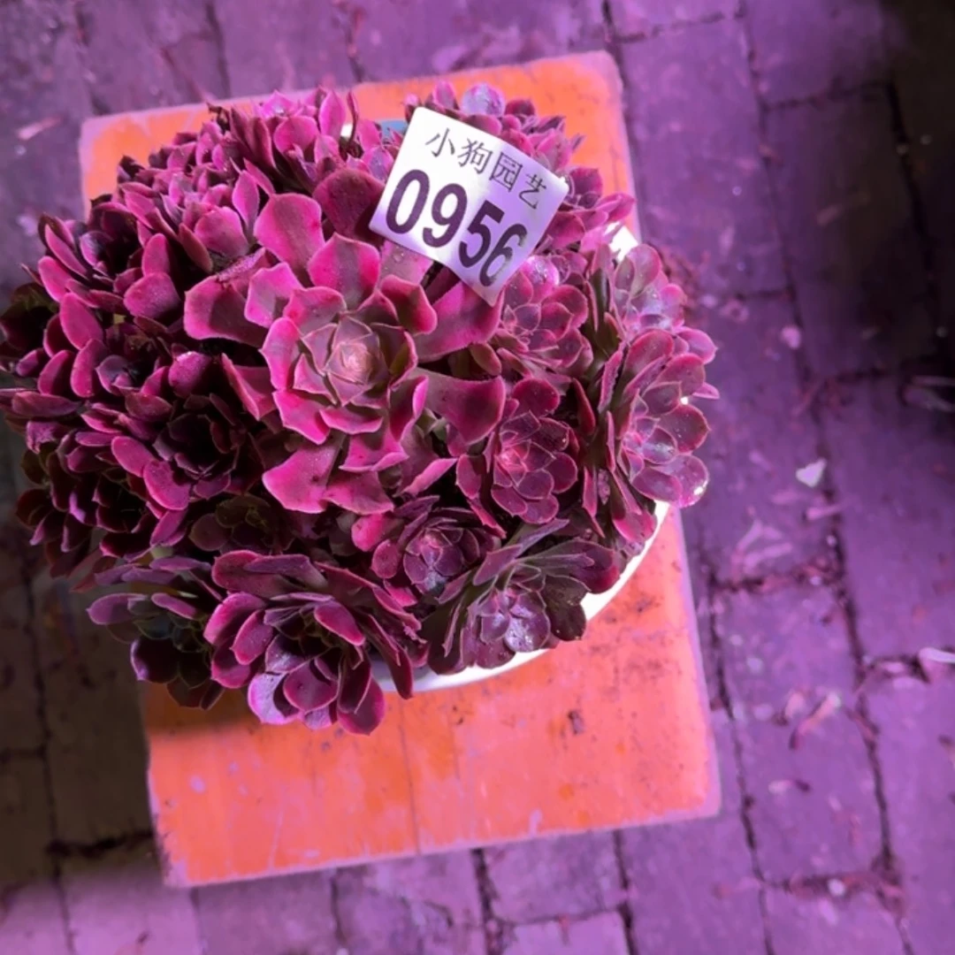 粉***黛香妃多肉植物0956