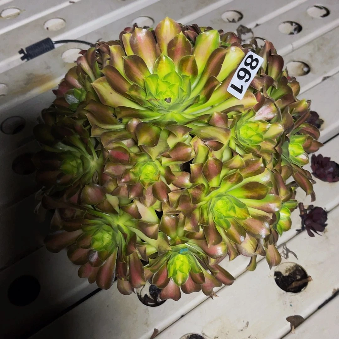 法师法师7-26包邮法师