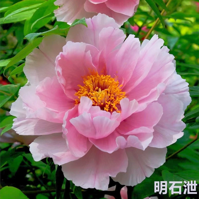 牡丹【明石泄】粉色系重瓣大花先发肥料秋季发苗阮迪慧花卉