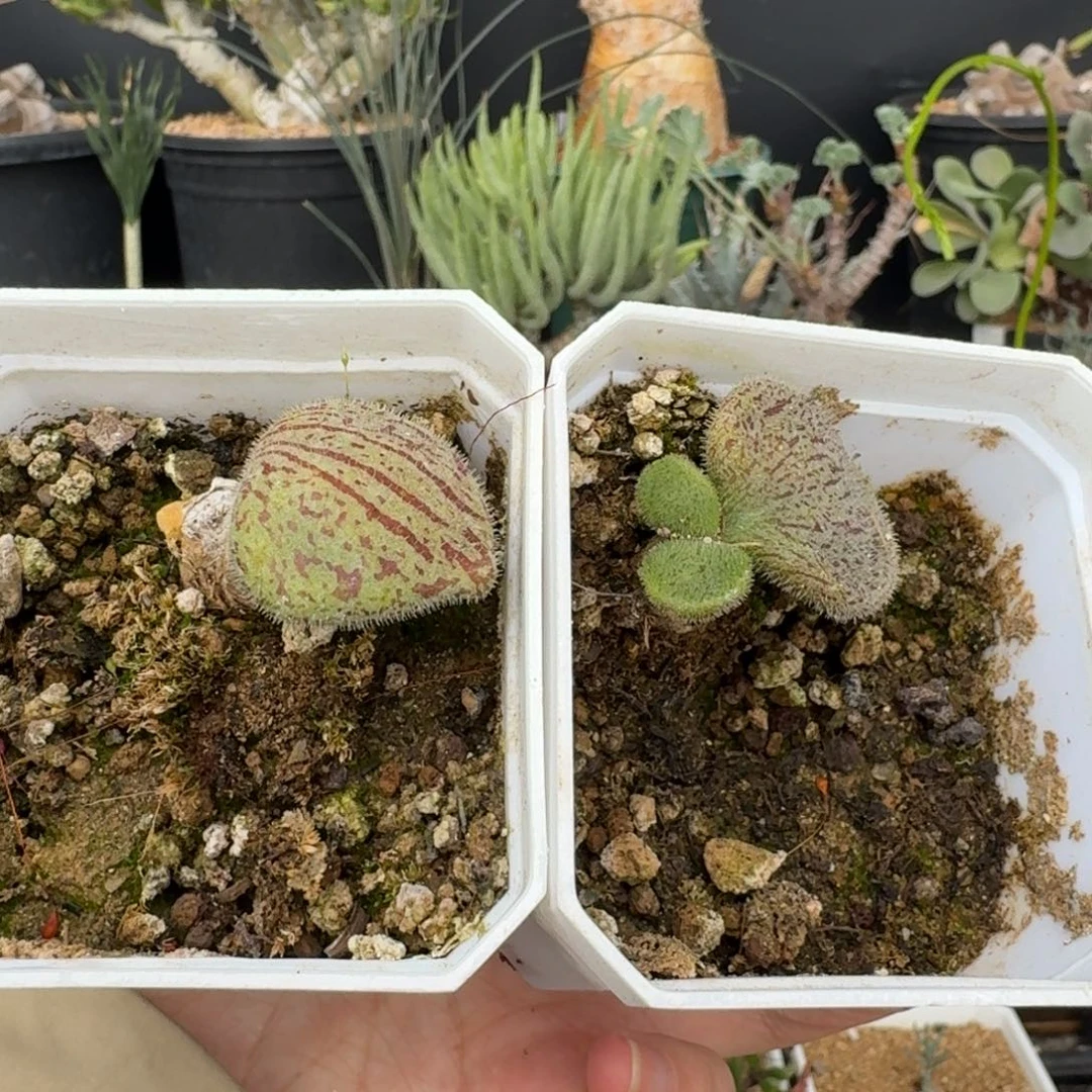 叶*薛辉圣塔一物一拍