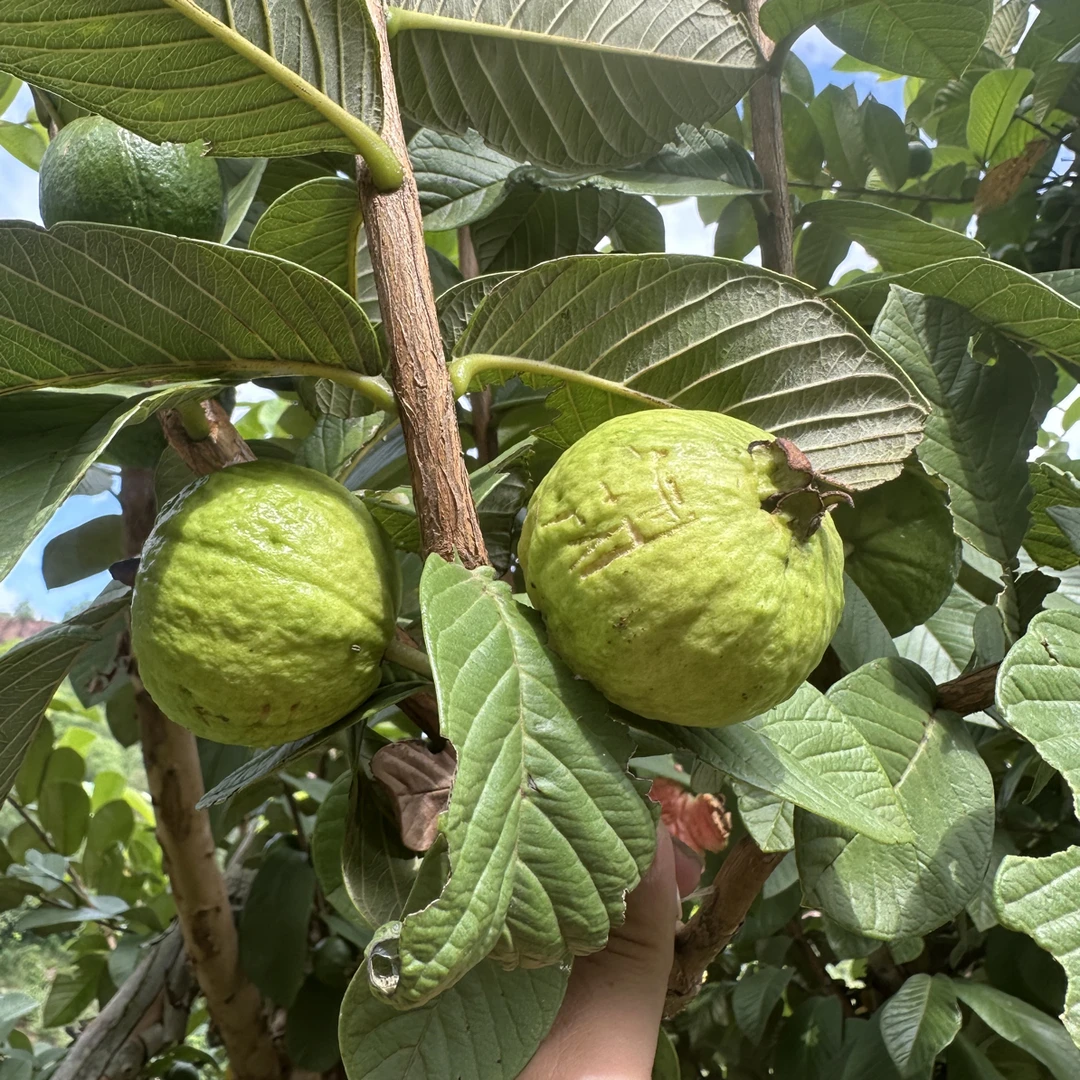 新鲜采摘云南野生番石榴芭乐红心顺丰包邮到家很新鲜