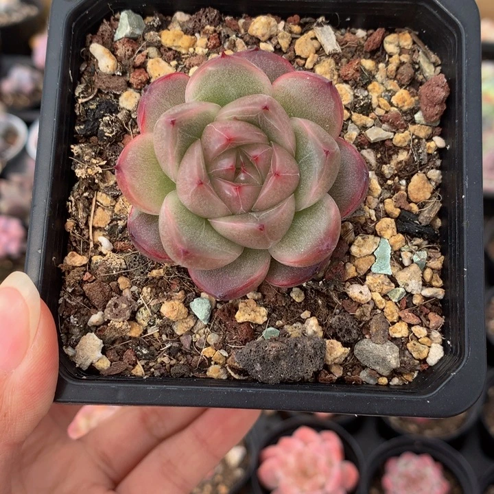 新品珍妮一物一拍