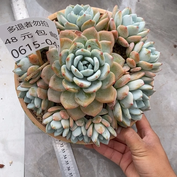 钰***夏悦多肉0615-41冷香