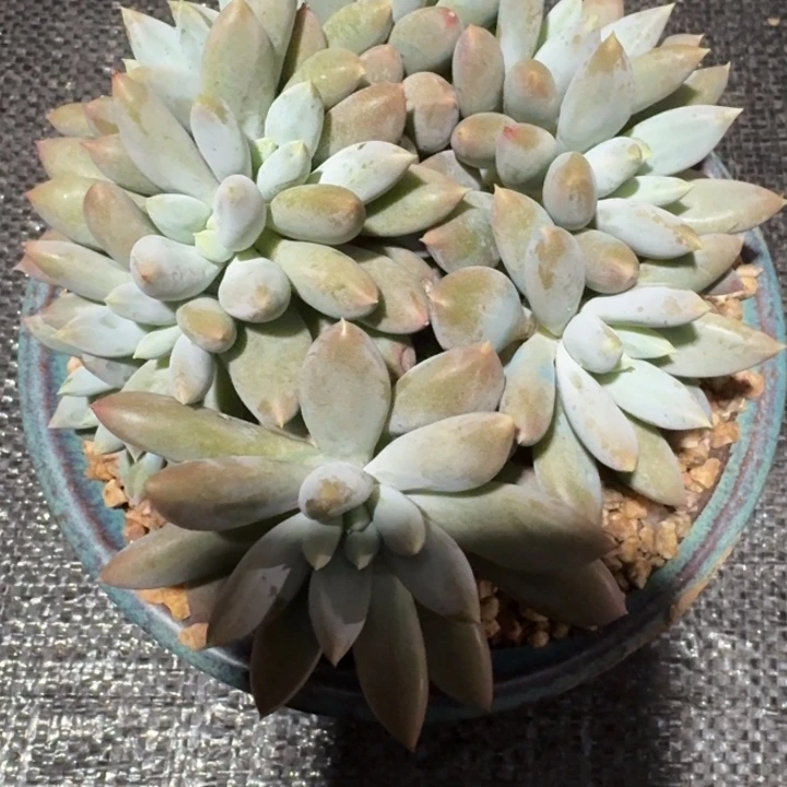 多肉植物哥特萝莉