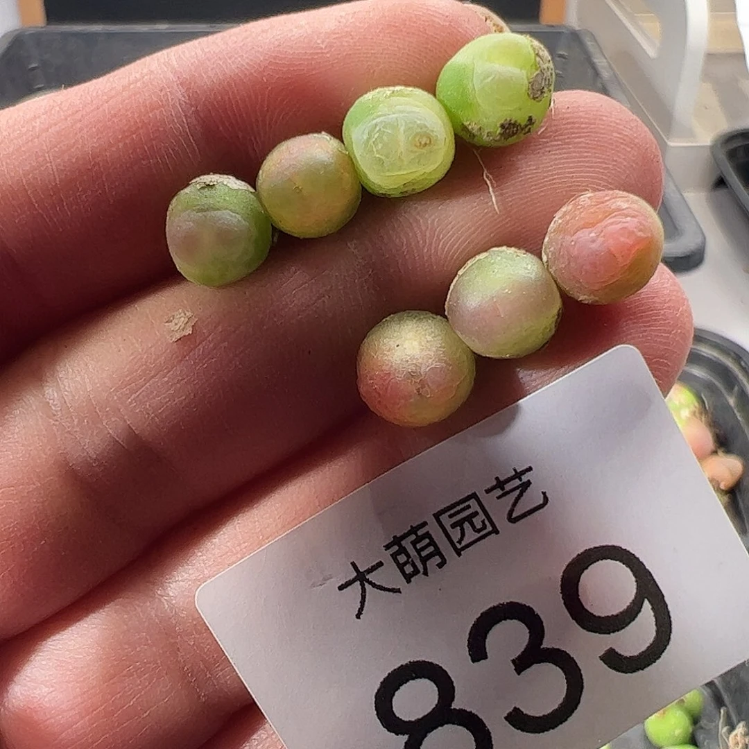 一物一拍。       839