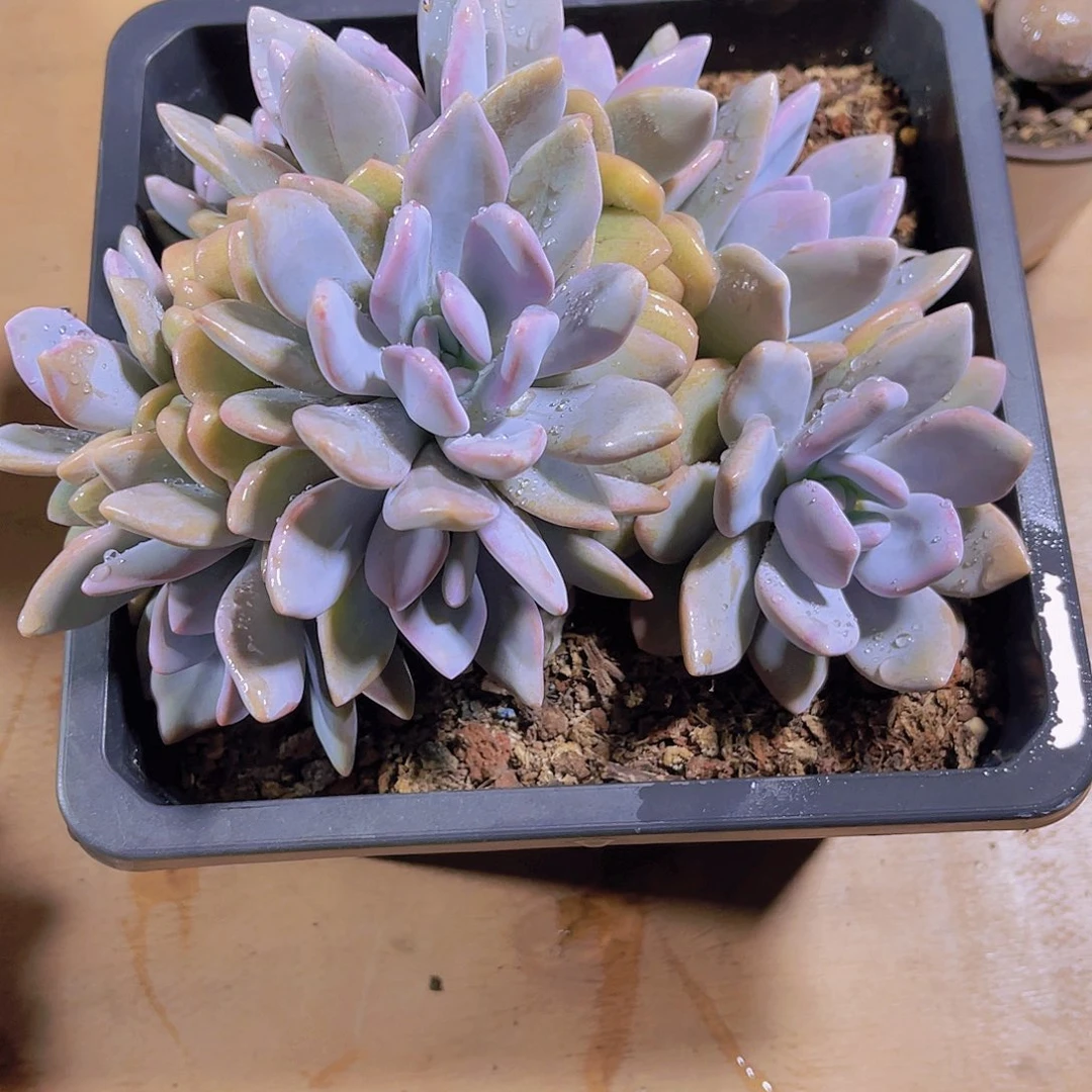 听***音00000000000000044