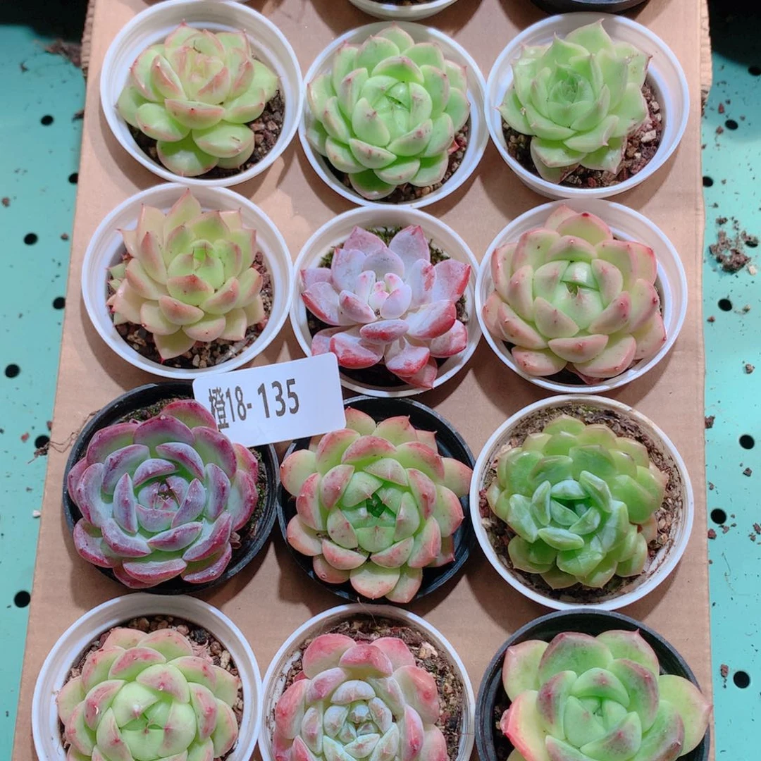 18-135一物一拍多肉带盆18颗
