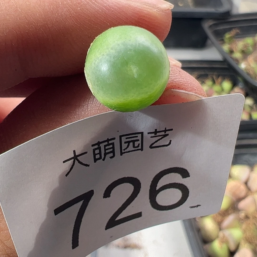 一物一拍脱土发。    726