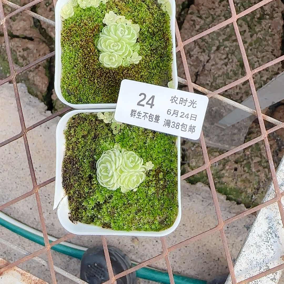 ****福【闪购商品】0624-24两颗