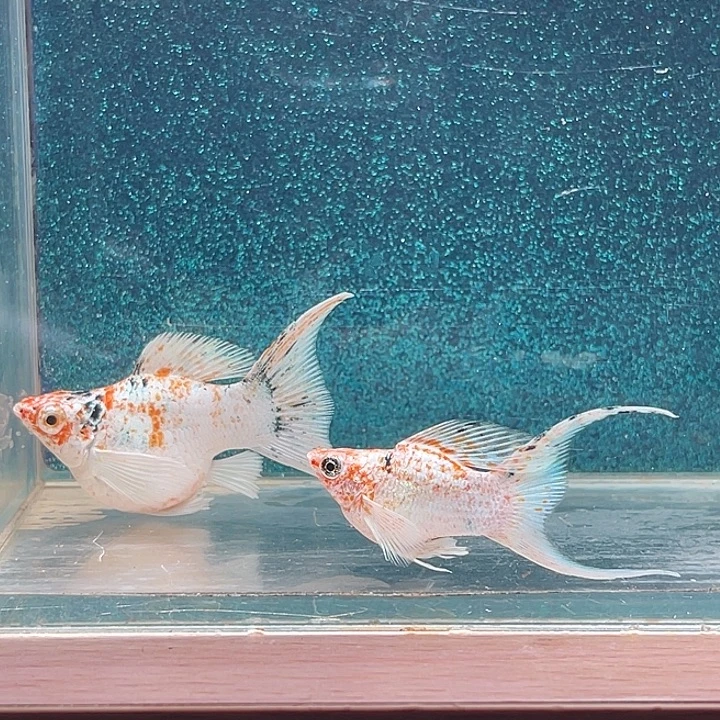 孔雀鱼三色樱花玛丽