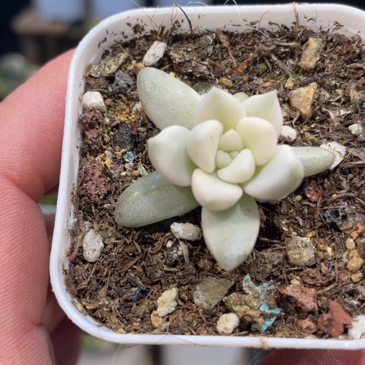 杂交锦599号的多肉啊啊