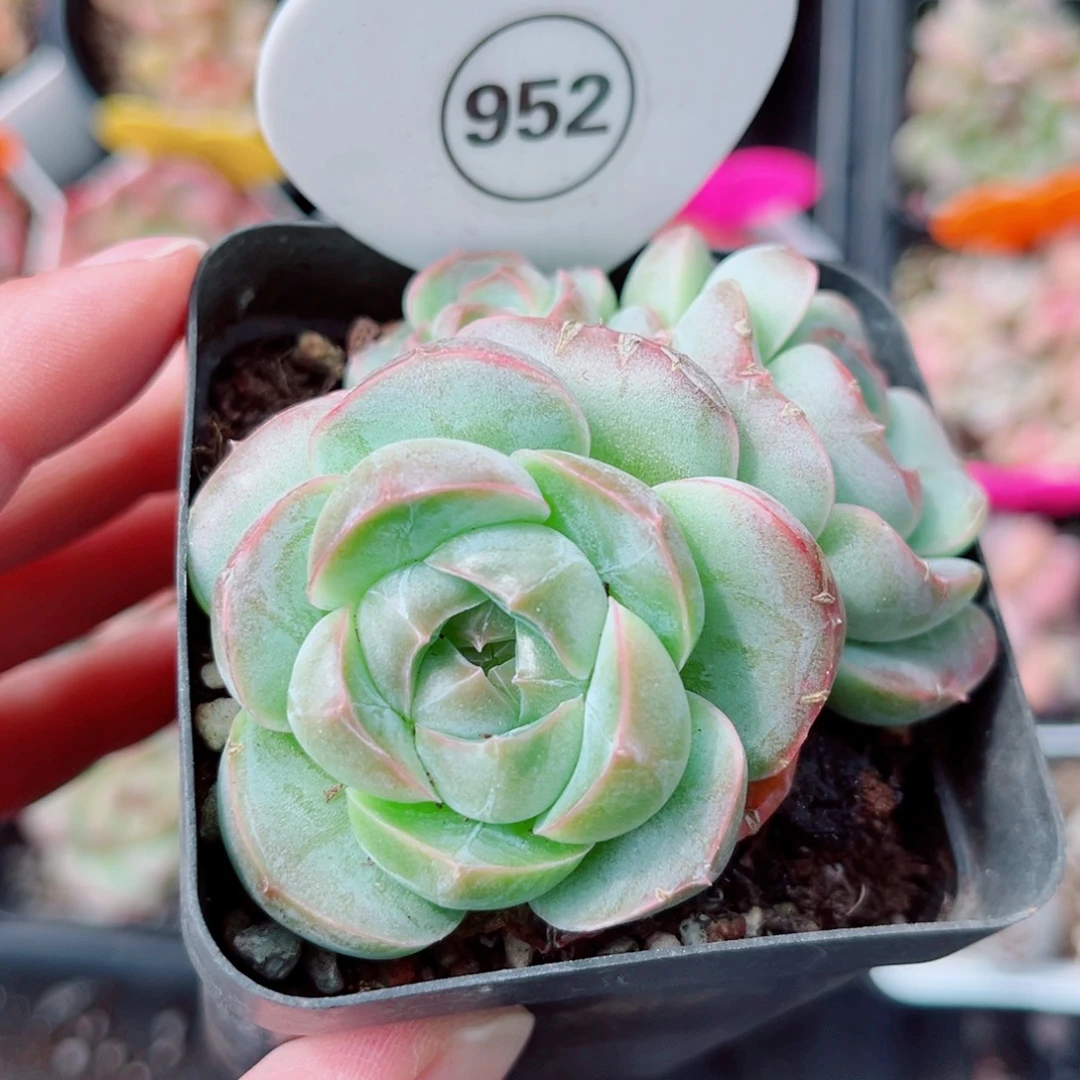 952号小老桩珍妮群