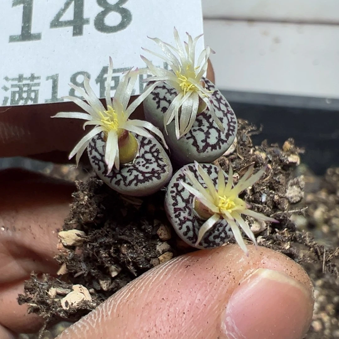 【闪购商品】 148。