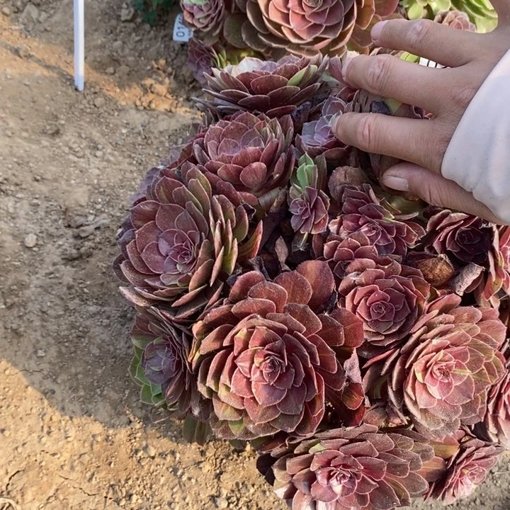 02595花月夜多肉植物