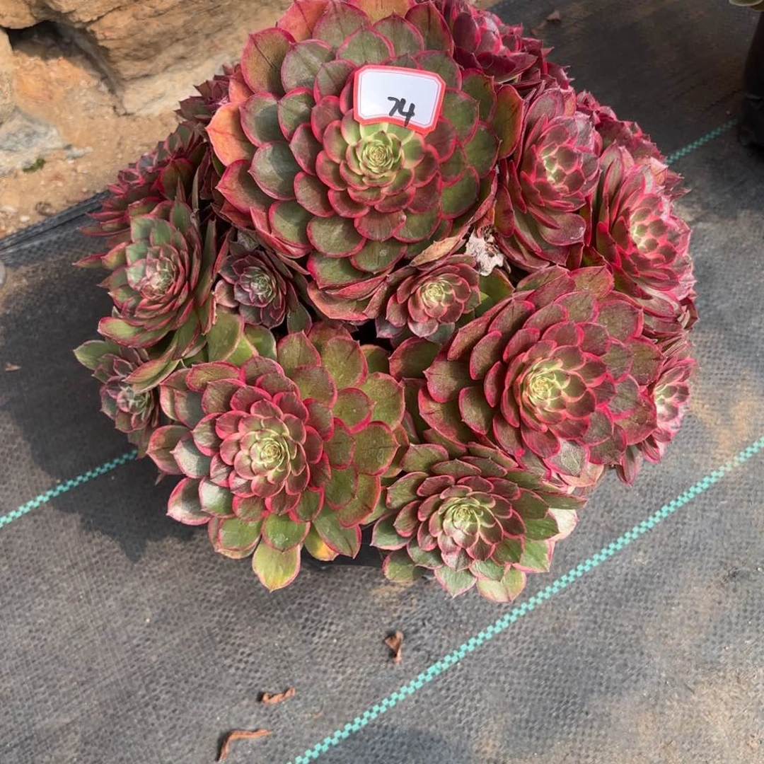 74粉妖多肉植物绿植