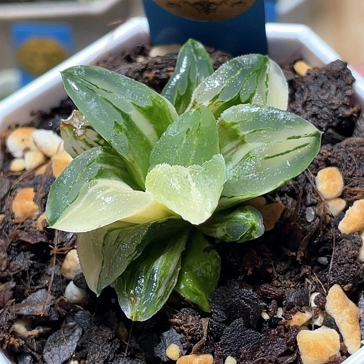 734冰城锦特选福利