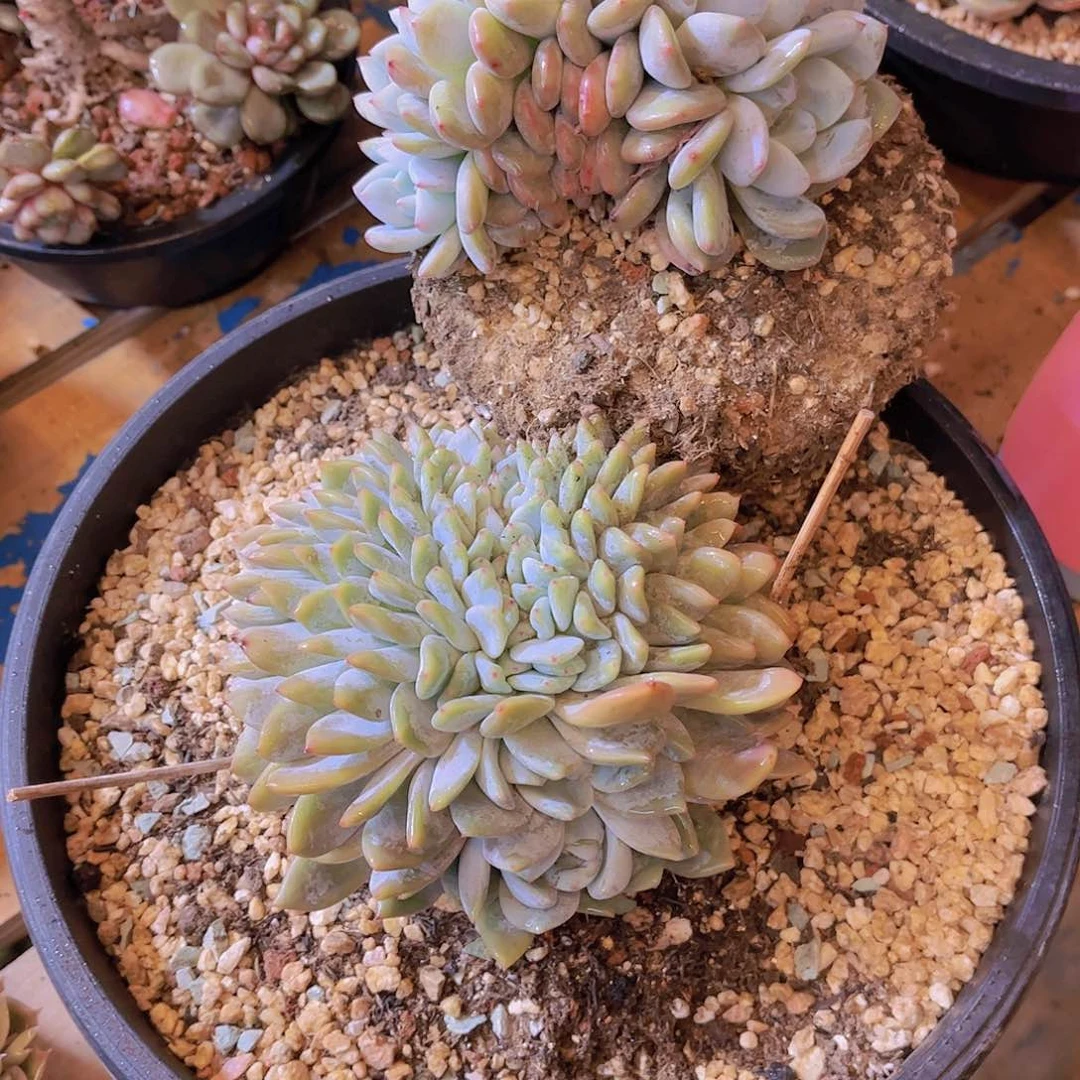 无铅玻璃在*伱多肉植物保护