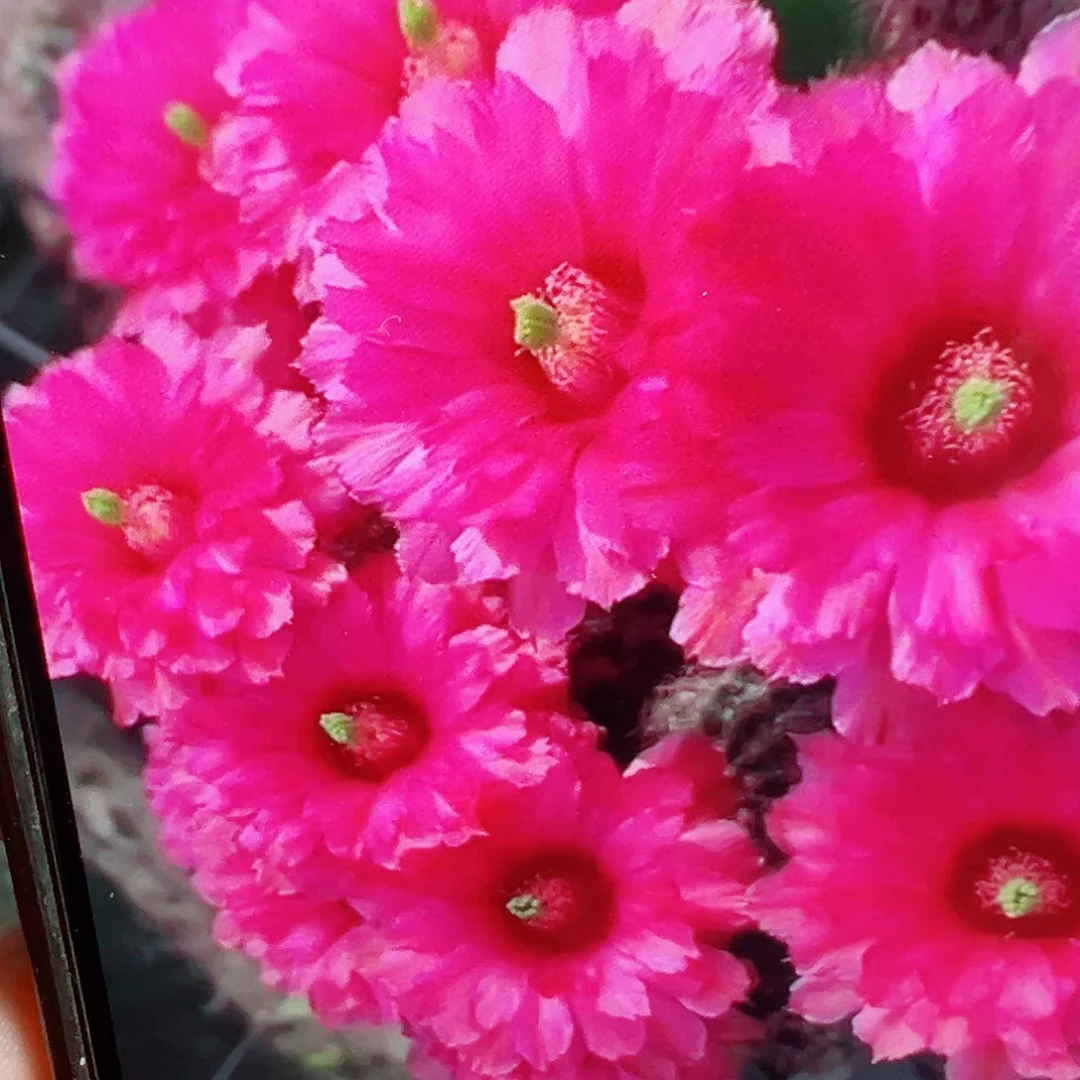 鲜红虾 側芽 滿20包郵