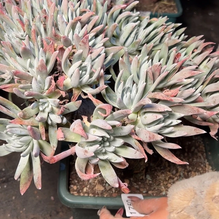 牛*1750哈哈哈哈哈哈哈哈哈