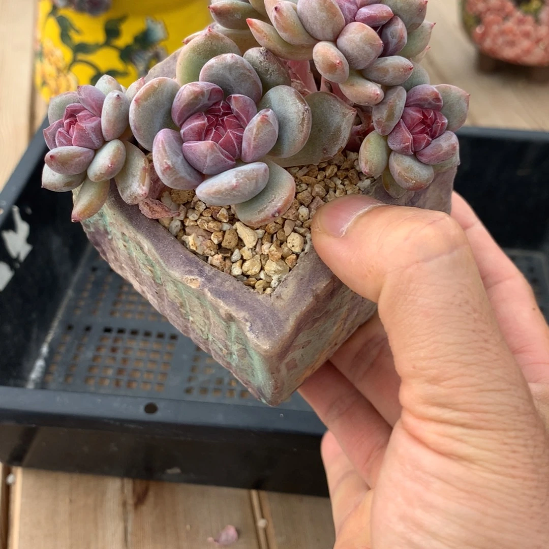 l****Lucky突尼斯发货多肉