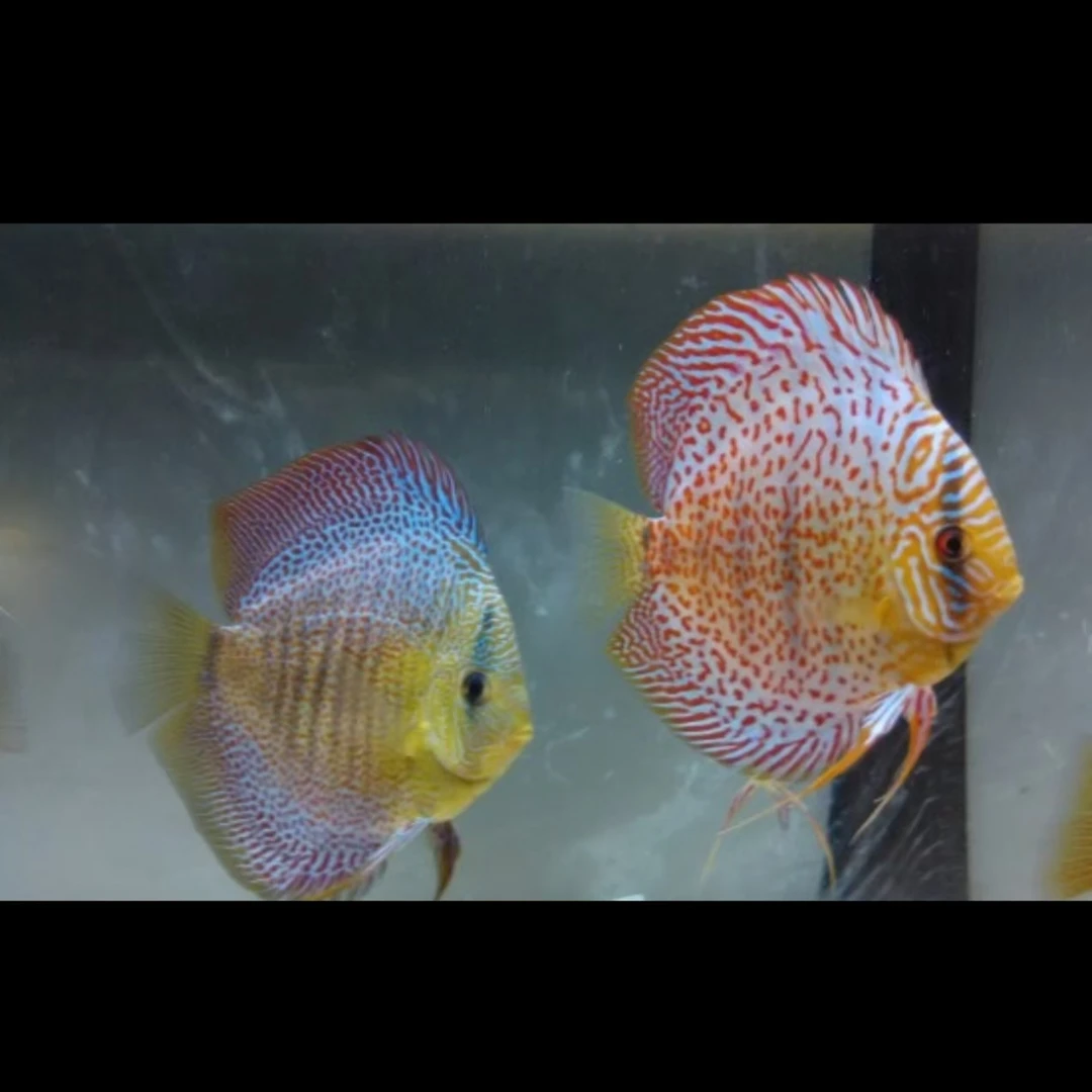 小型热带精品观赏鱼 豹点蛇神仙鱼
