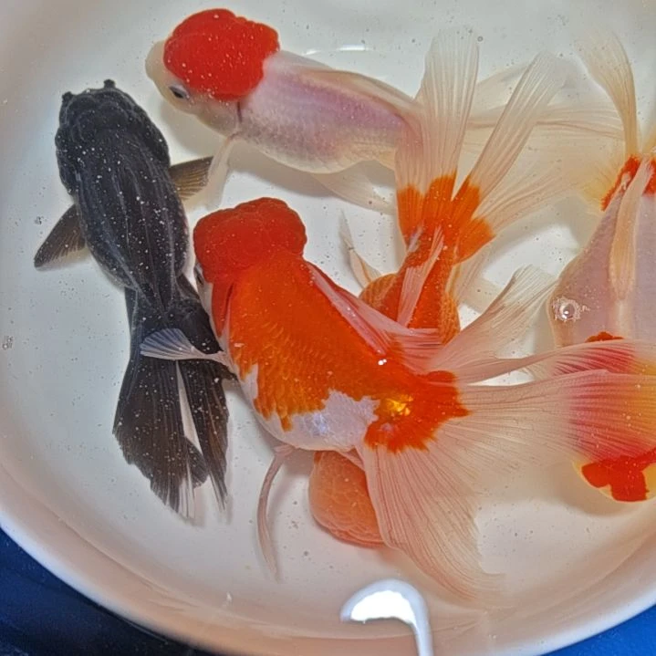 用***2海水鱼一二三四五六七八