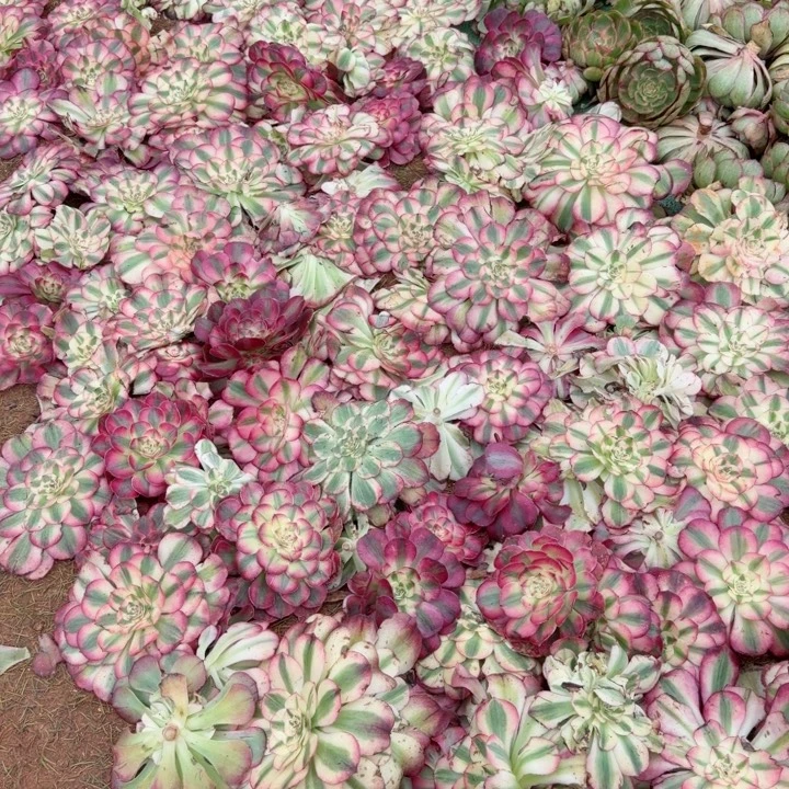 荔枝主头两个发货