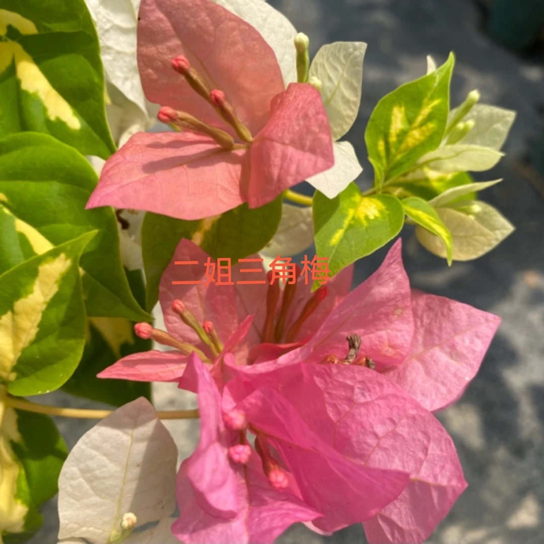 【金芯橙白】老苗夏季开粉色多，会变色，勤花，1加仑盆，品种四季开花！