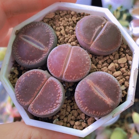 无花朵8242，2.2-2.5厘ko