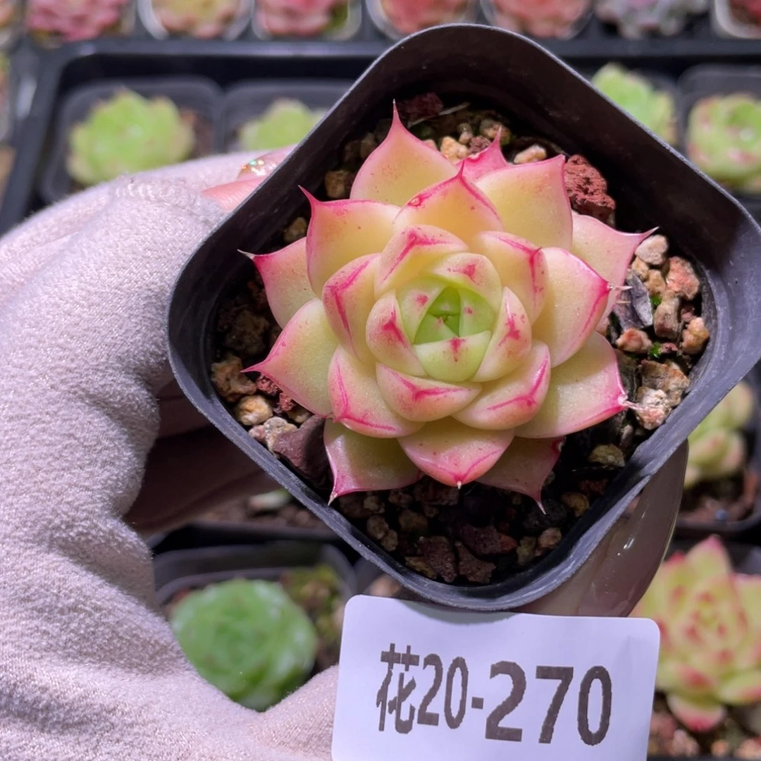 花利美20-270麦秆