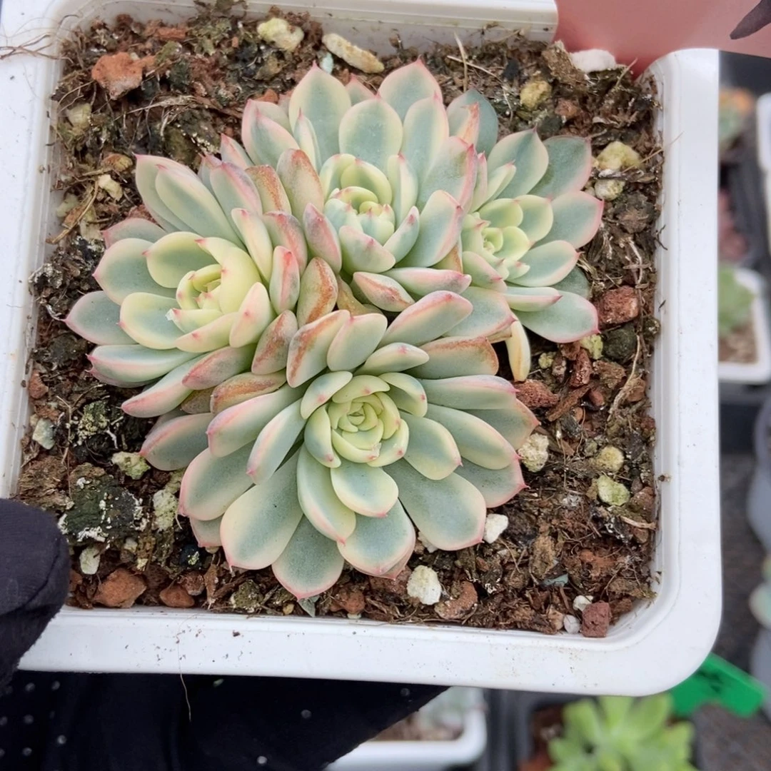 3154忌廉锦多肉植物