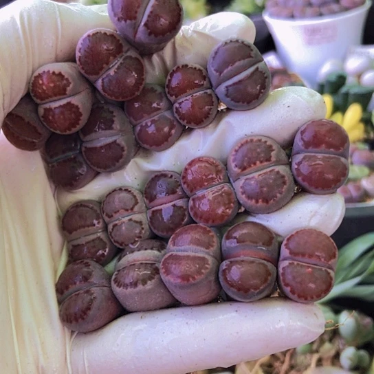 无花朵1236，20颗紫饼1.5厘米左右有点干个别微徒